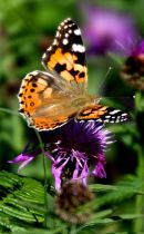 Painted_Lady_Butterfly_1
